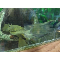Zbrojnik Ancistrus Green Dragon Pleco - glonojad