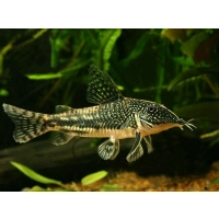 Kirysek Brodaty (Czaprakowy) - Corydoras Barbatus