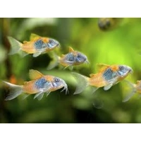 Kirysek wenezuelski orange - Corydoras venezuelanus