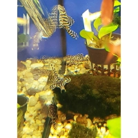 Zbrojnik Hypancistrus Sp. L-333 Golden Alenquer
