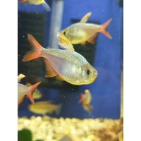 Bystrzyk kolumbijski - Hyphessobrycon columbianus