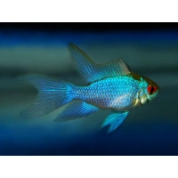 Pielęgniczka Ramireza electric blue - Microgeophagus ramirezi electric blue