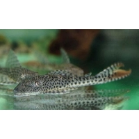 Zbrojnik L-116 glonojad - Aphanotorulus emarginatus