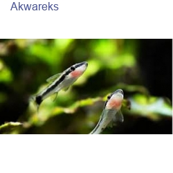 otosek przyujściowy - otocinclus affinis