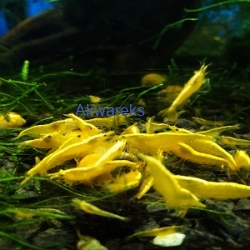 Krewetka Yellow Neon - Neocaridina heteropoda var Yellow