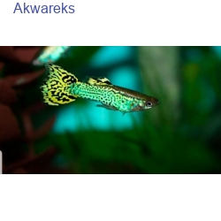 Gupik cobra green - gupik kobra zielona - Poecilia wingei