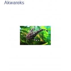 Kirys grzebykoczelny - Agamyxis pectinifrons