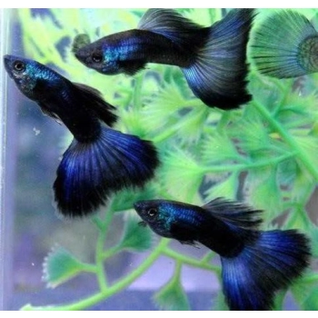 Gupik niebieski moskiewski - Moscow blue - Poecilia wingei
