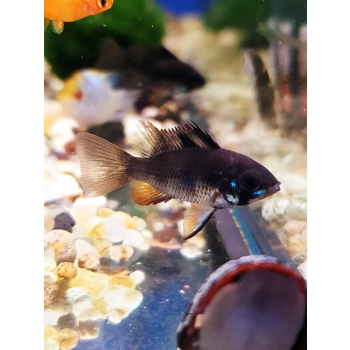 Pielegniczka Ramireza czarna - Mikrogeophagus ramirezi super black