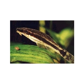 otosek przyujściowy - otocinclus affinis