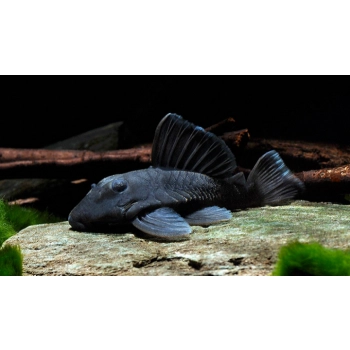 Zbrojnik granatowy L239 - Baryancistrus Beggini - Blue Panaque