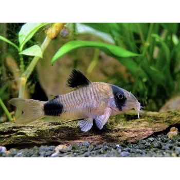 Kirysek panda - Corydoras panda