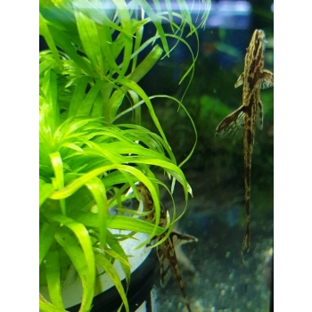 Zbrojnik Kolumbijski - Loricaria filamentosa