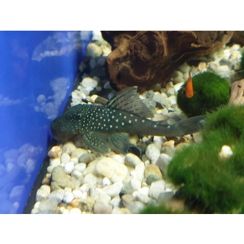 Zbrojnik L-128 Hemiancistrus blue Phantom