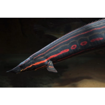 Węgorek ognisty – Długonos fire - Mastacembelus erythrotaenia