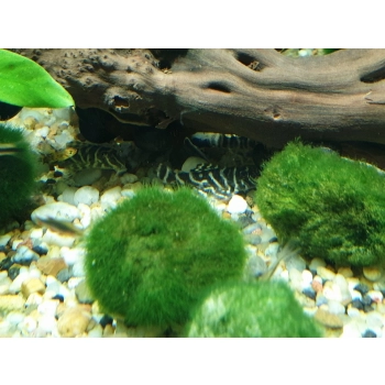 Zbrojnik Hypancistrus sp. L-340 - Mega Clown Pleco