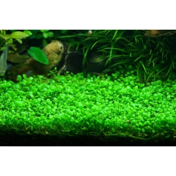 Roślina In-VITRO Glossostigma Elatinoides