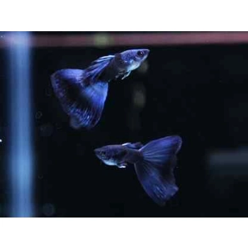 Gupik niebieski moskiewski - Moscow blue - Poecilia wingei