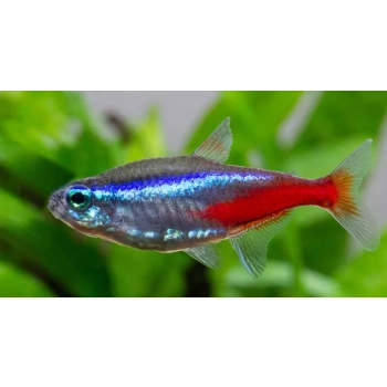 Neon Innesa Paracheirodon innesi ryba akwariowa zbliżenie