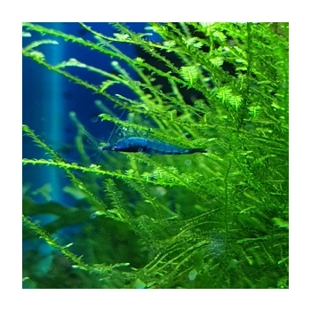Krewetka Blue Velvet - Blue Dream - Neocaridina davidi