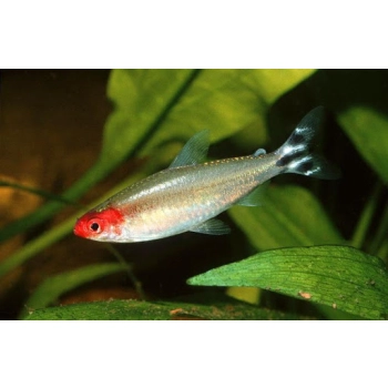 Rodostomus zwinnik czerwonousty - Hemigrammus Rhodostomus