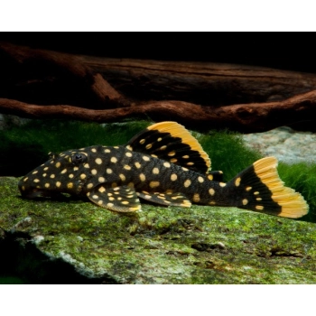 Zbrojnik L177 - Baryancistrus xanthellus Golden Nugget