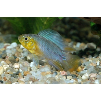 Pielęgniczka Borelli Opal - Apistogramma Borellii Opal