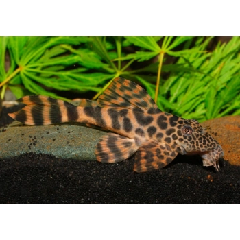 Zbrojnik Ancistomus sp. L387