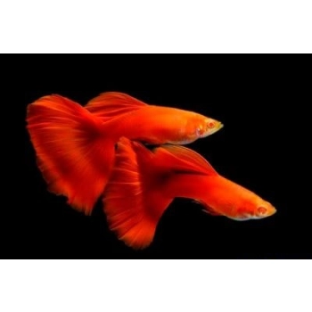 Gupik albinos czerwony Full Red Albino - Poecilia Reticulata