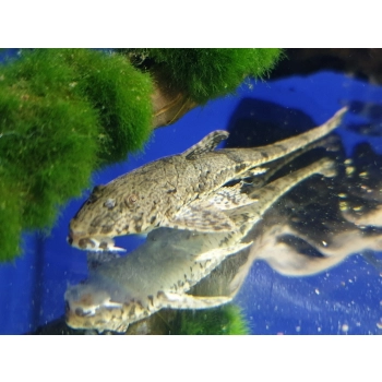 Loricaria fallax - Rineloricaria fallax