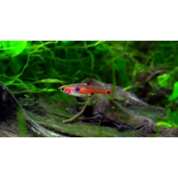 Razbora plamista - Boraras maculatus