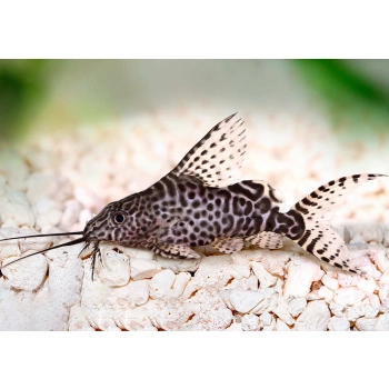Giętkoząb wielkopłetwy - Synodontis eupterus