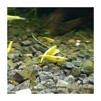 Krewetka Yellow Neon - Neocaridina heteropoda var Yellow