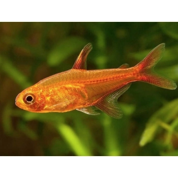Bystrzyk Amandy - Bystrzyk karlik - Hyphessobrycon Amandae