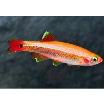 Kardynałek złoty albinos - Tanichthys albonubes var. GOLD