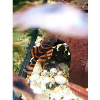 Zbrojnik L 397 - Panaqolus sp. L-397 Glonojad