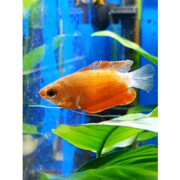 Prętnik czerwony - Trichogaster lalius RED