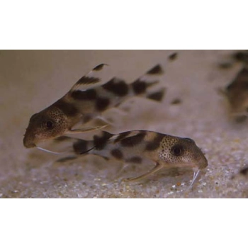 Giętkoząb ozdobny - Synodontis Decorus