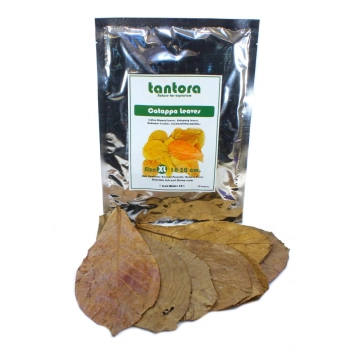 Catappa leaves-duże liście ketapangu