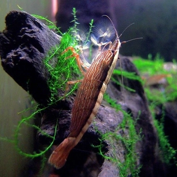 Krewetka filtrująca - Atyopsis moluccensis