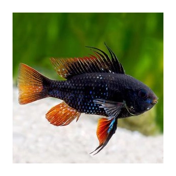 Pielegniczka Ramireza czarna - Mikrogeophagus ramirezi super black