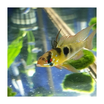 Pielęgniczka Ramireza GOLD złota - Microgeophagus ramirezi