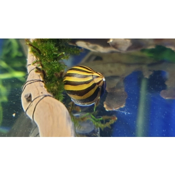 Ślimak Neritina Sp. Zebra - Neritina natalensis
