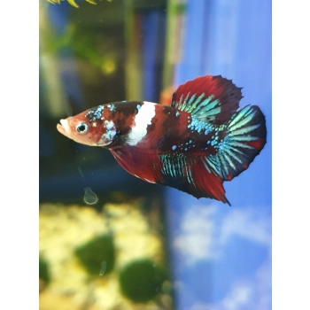 Bojownik samiec różne odmiany - Betta splendens