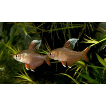 Bystrzyk ornatus białopłetwy - Hyphessobrycon bentosi var. White Fin