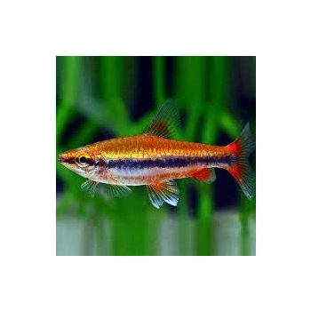 Drobnoustek Beckforda - Nannostomus beckfordi RED