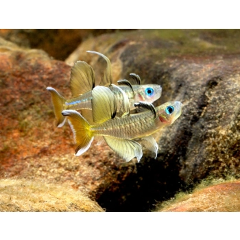 Modrook Signifer - Pseudomugil Signifer