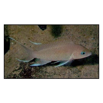 Księżniczka z Burundi - Neolamprologus brichardi