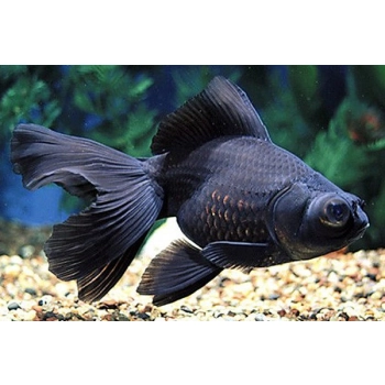 Welon Teleskop czarny - Carassius auratus