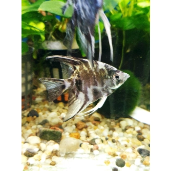 Skalar marmurkowy - Pterophyllum scalare